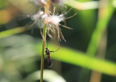 Aetole unipunctella
