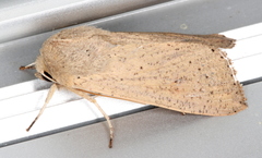 Leucania abdominalis