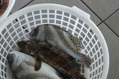 Plectorhinchus cinctus