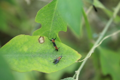 Aetole unipunctella