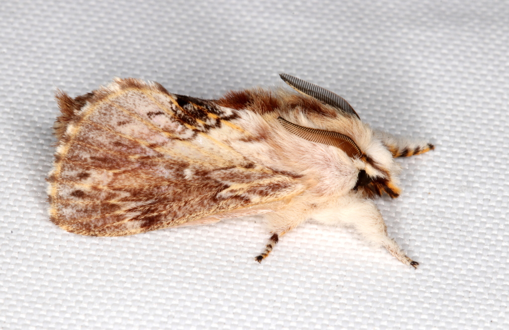 Porela cinerea
