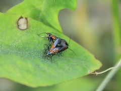 Aetole unipunctella
