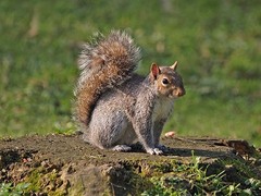 Sciurus carolinensis