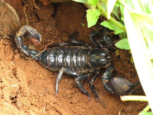 Emperor scorpion