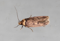 Mimobrachyoma