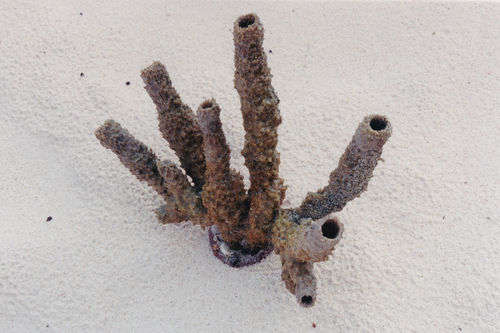 Photo of Branching vase sponge (Callyspongia vaginalis)
