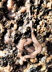 Baseodiscus delineatus