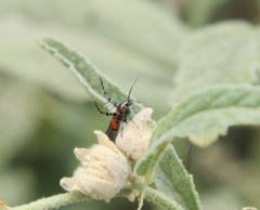 Aetole unipunctella
