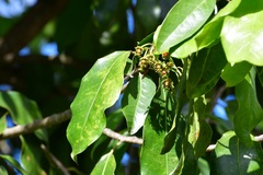 Olmediella betschleriana