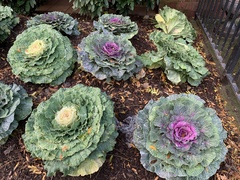 Brassica oleracea