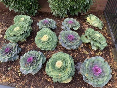 Brassica oleracea