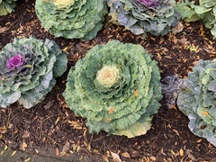 Brassica oleracea
