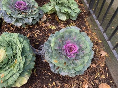 Brassica oleracea