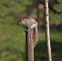 Sciurus carolinensis