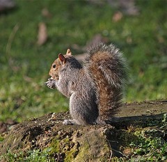 Sciurus carolinensis