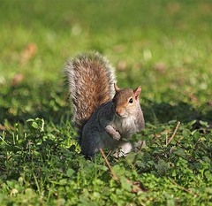Sciurus carolinensis