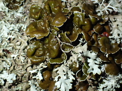 Xanthoparmelia stenophylla