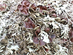 Xanthoparmelia stenophylla