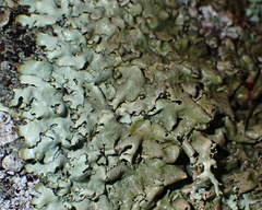 Xanthoparmelia stenophylla