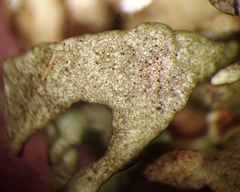 Xanthoparmelia stenophylla