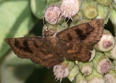Nisoniades bromias