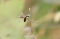 Aetole unipunctella