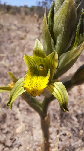 Orquídea del bosque