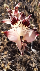 Alstroemeria diluta