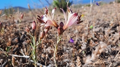 Alstroemeria diluta