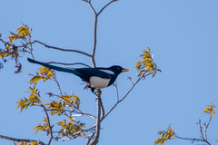 Pica nuttalli