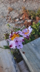 Alstroemeria pulchra
