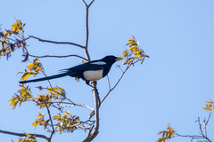 Pica nuttalli