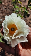 Argemone hunnemannii