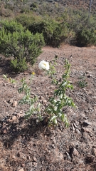 Argemone hunnemannii