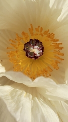 Argemone hunnemannii