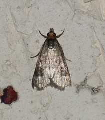 Loxostegopsis polle