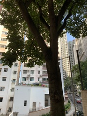 Aleurites moluccanus