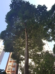 Aleurites moluccanus