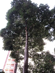 Aleurites moluccanus