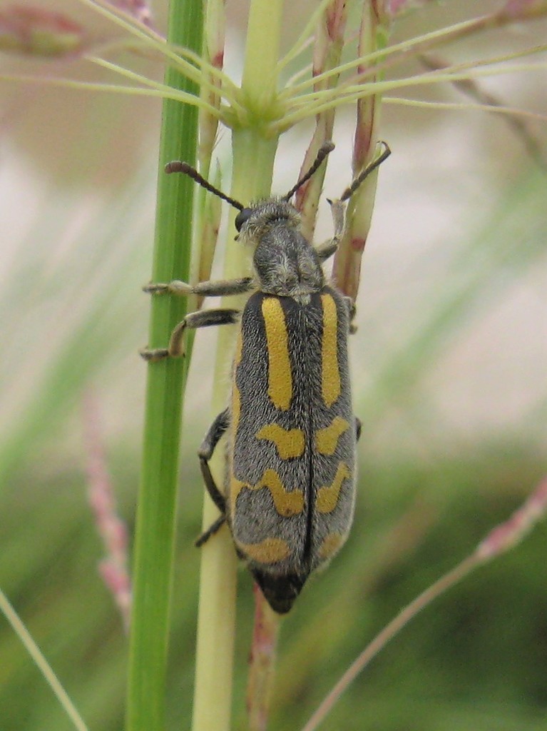 Silky Blisterbeetle