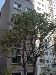 Ficus benjamina