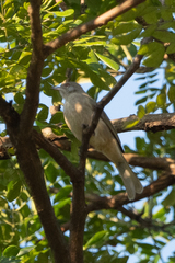 Pycnonotus blanfordi