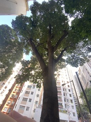 Aleurites moluccanus