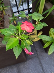 Impatiens walleriana