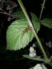 Chenoderus testaceus