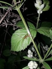 Chenoderus testaceus