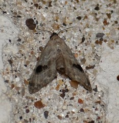 Abablemma duomaculata