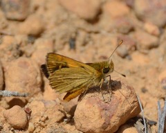 Taractrocera papyria agraulia