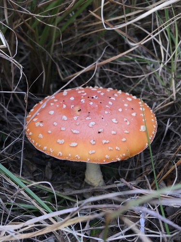 Peach-Colored Fly Agaric