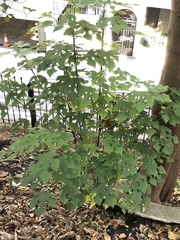 Broussonetia papyrifera